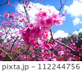 2024年　沖縄　桜 112244756
