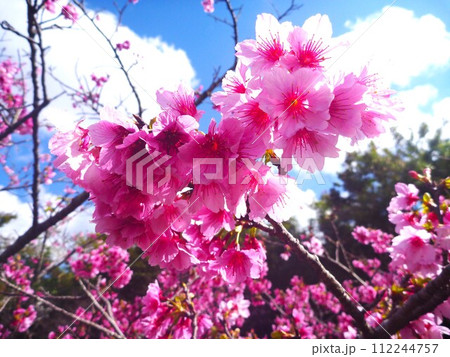 2024年　沖縄　桜 112244757