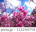 2024年　沖縄　桜 112244758