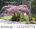 2024年　沖縄　桜 112244759