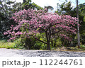 2024年　沖縄　桜 112244761
