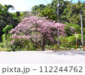 2024年　沖縄　桜 112244762