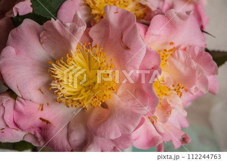 花 フラワー お花 112244763