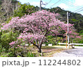2024年　沖縄　桜 112244802