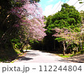 2024年　沖縄　桜 112244804
