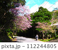 2024年　沖縄　桜 112244805