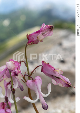 稜線に咲くコマクサ 112244971