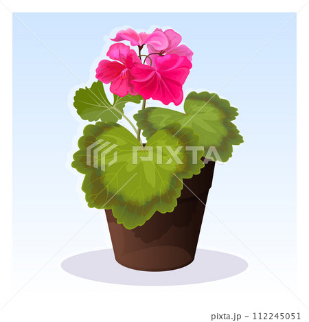 Pink summer geranium vector illustration Pink summer geranium vector illustration 112245051