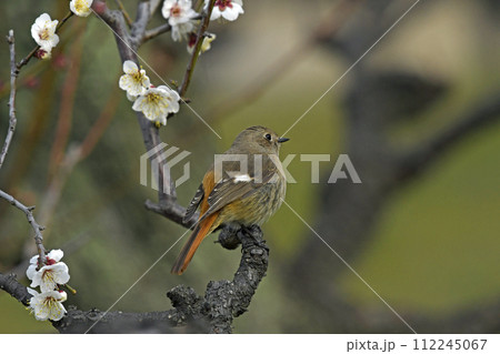 白梅の枝にジョウビタキのお嬢さん　（春イメージ） 112245067
