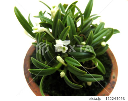 カデチア カデチア 112245068