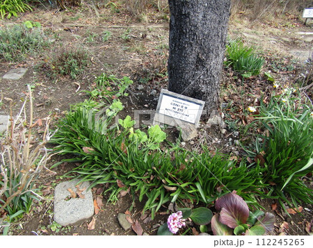 ヒマラヤユキノシタの桃色の花ともう直ぐ黄色い花が咲く菜の花の苗 112245265