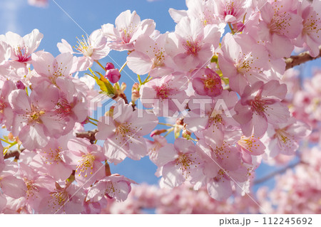 青空に映える満開の桜 青空に映える満開の桜 112245692