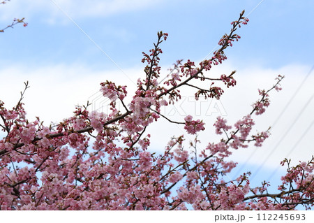 早春の公園に咲くピンク色の河津桜の花 早春の公園に咲くピンク色の河津桜の花 112245693