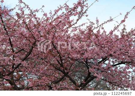早春の公園に咲くピンク色の河津桜の花 早春の公園に咲くピンク色の河津桜の花 112245697