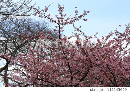 早春の公園に咲くピンク色の河津桜の花 早春の公園に咲くピンク色の河津桜の花 112245699