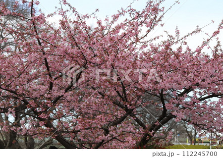 早春の公園に咲くピンク色の河津桜の花 早春の公園に咲くピンク色の河津桜の花 112245700