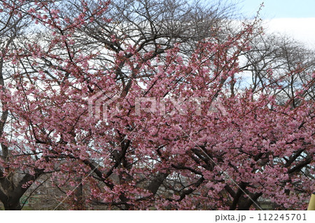 早春の公園に咲くピンク色の河津桜の花 112245701