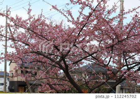 早春の公園に咲くピンク色の河津桜の花 112245702