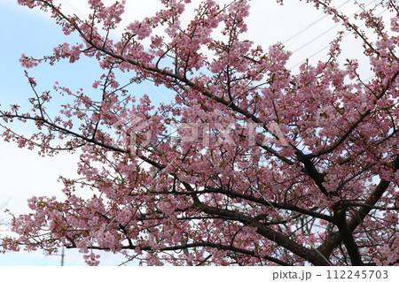 早春の公園に咲くピンク色の河津桜の花 112245703