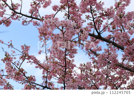早春の公園に咲くピンク色の河津桜の花 112245705