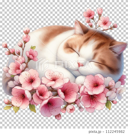 Cat sleeping on cherry blossoms Cat sleeping on cherry blossoms 112245982