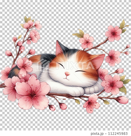 Cat sleeping on cherry blossoms Cat sleeping on cherry blossoms 112245983