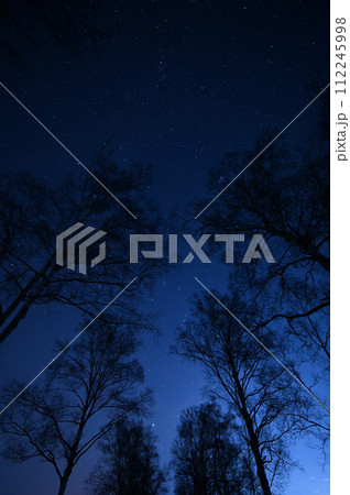 冬の夜に白樺並木から見上げた星空-6 冬の夜に白樺並木から見上げた星空-6 112245998