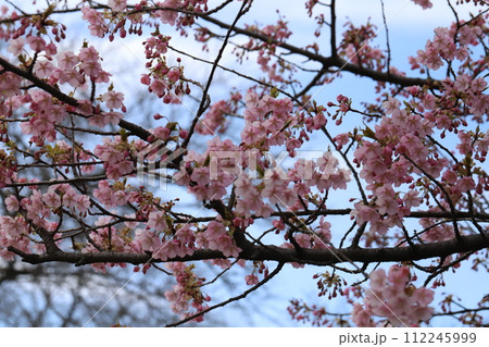 早春の公園に咲くピンク色の河津桜の花 早春の公園に咲くピンク色の河津桜の花 112245999
