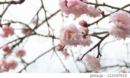呉服枝垂梅 満開の八重梅のピンクの花びら 112247019