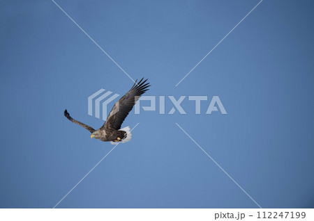 獲物を求めて 112247199