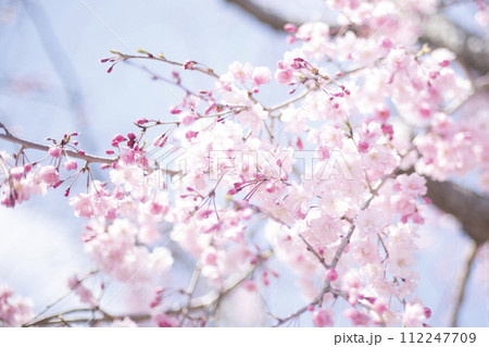 青空を背景にした桜 112247709