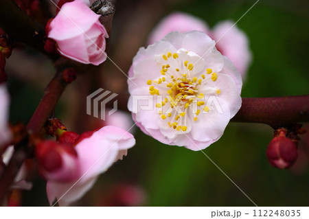 ピンク色の梅の花 ピンク色の梅の花 112248035