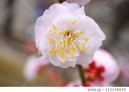 ピンク色の梅の花 112248039