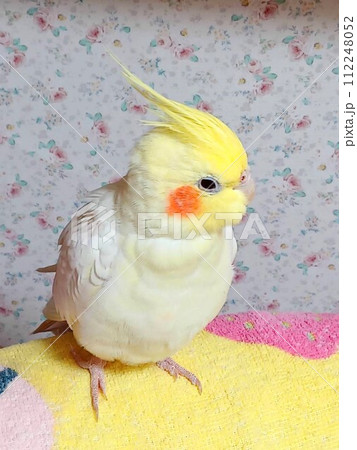 リラックスしている手乗りのオカメインコ 112248052