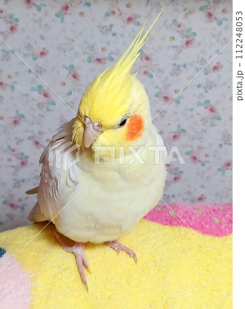 リラックスしている手乗りのオカメインコ リラックスしている手乗りのオカメインコ 112248053