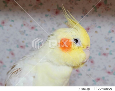 リラックスしている手乗りのオカメインコ リラックスしている手乗りのオカメインコ 112248059