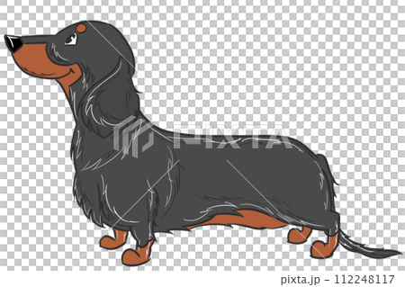 長毛臘腸犬（黑褐色） 112248117