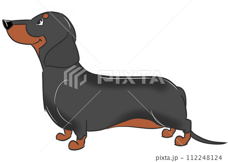 スムースヘアードダックスフンド(ブラックタン) スムースヘアードダックスフンド(ブラックタン) 112248124