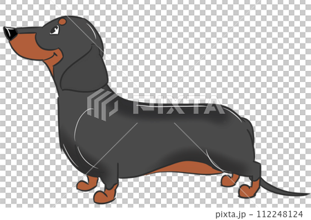 スムースヘアードダックスフンド(ブラックタン) スムースヘアードダックスフンド(ブラックタン) 112248124