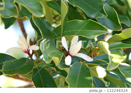 白いオガタマノキの花(春、三月) 白いオガタマノキの花(春、三月) 112248324