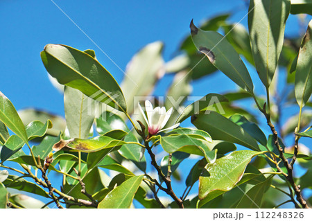 白いオガタマノキの花(春、三月) 白いオガタマノキの花(春、三月) 112248326
