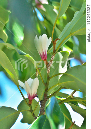 白いオガタマノキの花(春、三月) 白いオガタマノキの花(春、三月) 112248327
