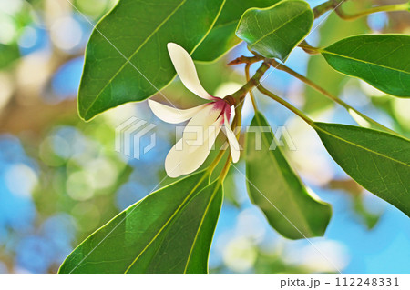 白いオガタマノキの花（春、三月） 112248331