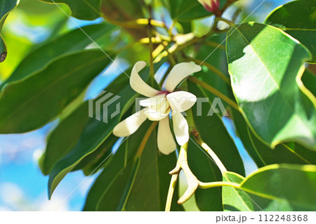 白いオガタマノキの花（春、三月） 112248368