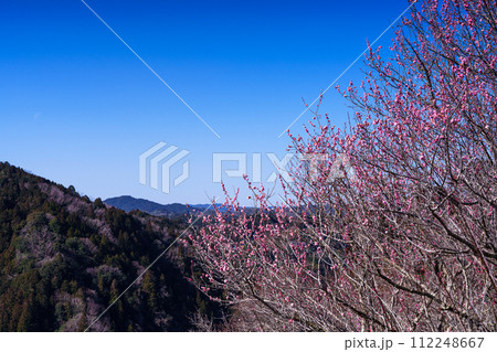 2024見頃を迎えた月ヶ瀬梅渓 青空のもと梅渓を望む高台に咲く紅梅① 2024見頃を迎えた月ヶ瀬梅渓 青空のもと梅渓を望む高台に咲く紅梅① 112248667