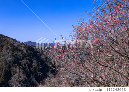 2024見頃を迎えた月ヶ瀬梅渓 青空のもと梅渓を望む高台に咲く紅梅② 2024見頃を迎えた月ヶ瀬梅渓 青空のもと梅渓を望む高台に咲く紅梅② 112248668