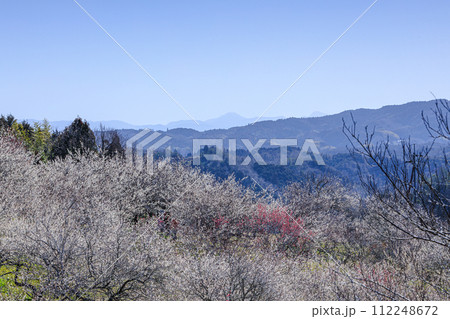 2024見頃を迎えた月ヶ瀬梅渓 遠景の山々を望みながらなだらかな斜面いっぱいに咲く梅 2024見頃を迎えた月ヶ瀬梅渓 遠景の山々を望みながらなだらかな斜面いっぱいに咲く梅 112248672