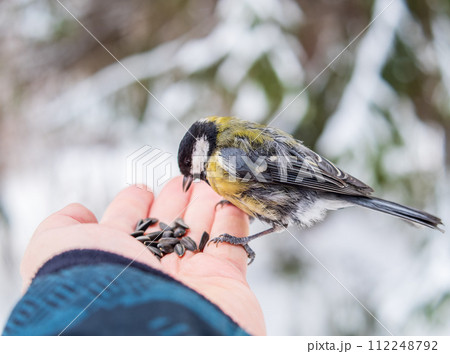 A tit sits on a man's hand and eats seeds. A tit sits on a man's hand and eats seeds. 112248792