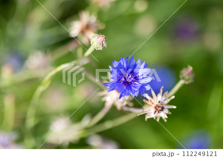 Cornflower macro photo, soft focus. Centaurea cyanus Cornflower macro photo, soft focus. Centaurea cyanus 112249121