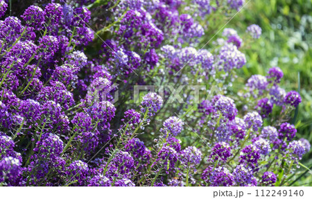 Sweet Allysum in bloom, colorful flowers on a sunny summer day. Lobularia maritima 112249140